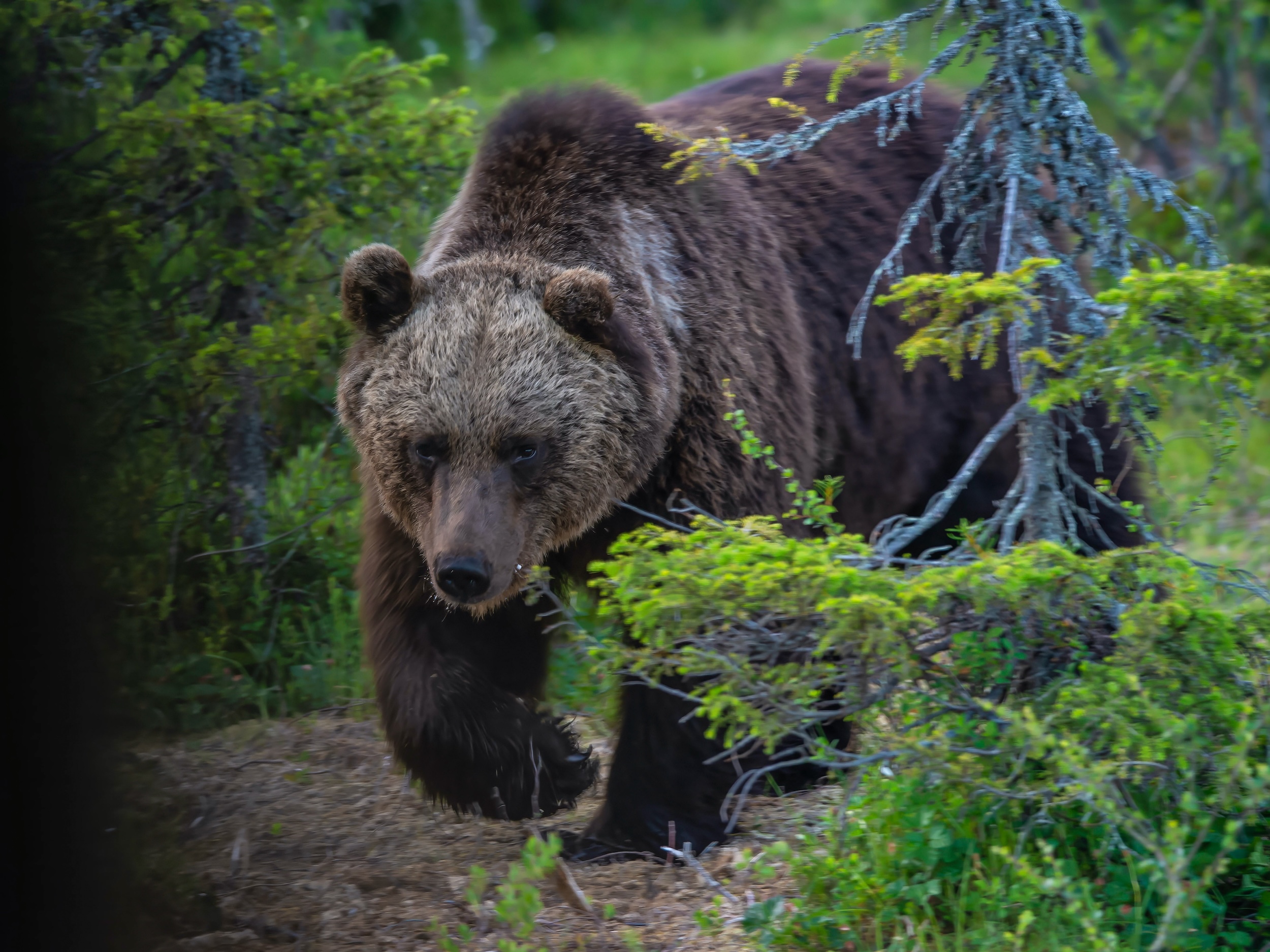 Möte - Sisko Soikkeli